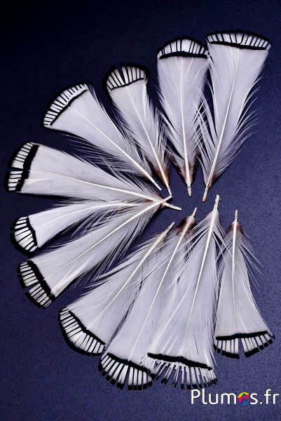 Fagiano Lady Armherst - 7-10 cm - bianco naturale